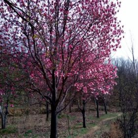 供應(yīng)紅玉蘭、紫玉蘭、廣玉蘭、望春玉蘭、白玉蘭、黃玉蘭等