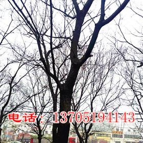 南京朴树价格行情|南京宜林苗圃场供应29公分以上大型朴树