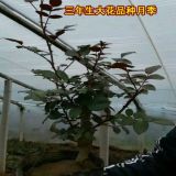 山東青州大花月季種植基地_農(nóng)戶直銷_大花月季價(jià)格