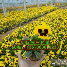 山东青州草花种植基地青州黄楼草花批发