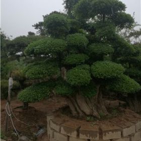 基地育有大量优质古桩对接白蜡价格优惠