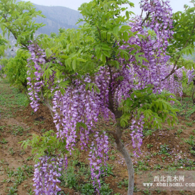 沭阳紫藤小苗