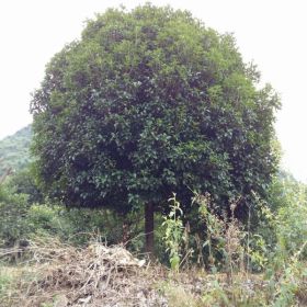 广西优质八月桂花树基地