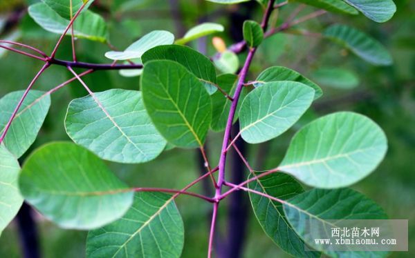 黃櫨的特性_花木栽培繁殖_苗木知識_西北苗木網