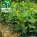 湖南高產(chǎn)油茶苗批發(fā)/嫁接油茶苗/籽播油茶苗/油茶扦插基地直銷(xiāo)