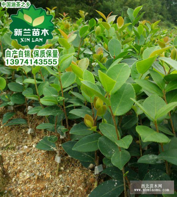 油茶苗 嫁接油茶苗