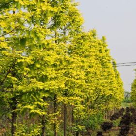 金葉水杉、秋火焰、紫葉紅櫨、