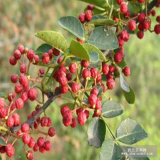 花椒苗 大紅袍花椒苗