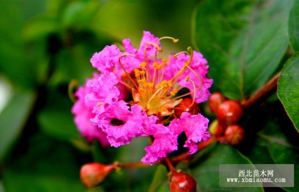 紫薇(lagerstroemia indica)的花語