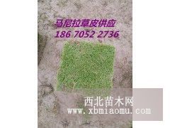 江西草皮一平米价格？价格多少？