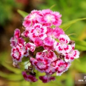 优质五彩石竹种植基地哪家比较好