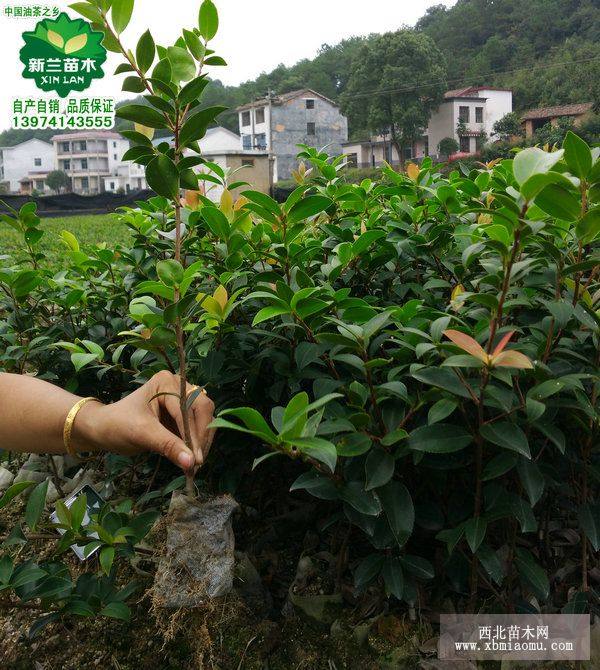 油茶苗/嫁接油茶苗