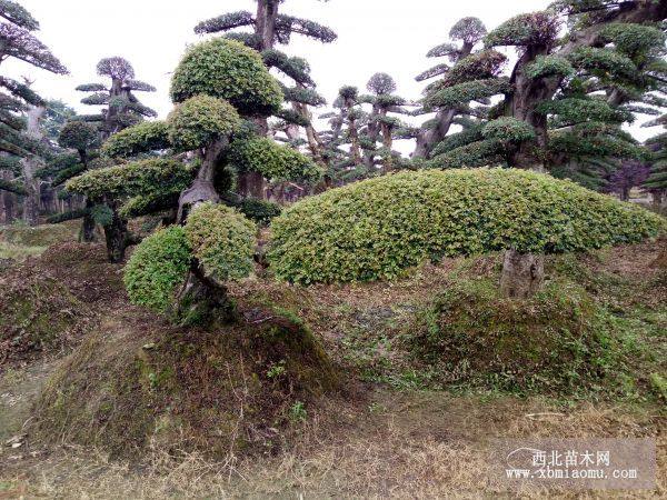 造型榆樹