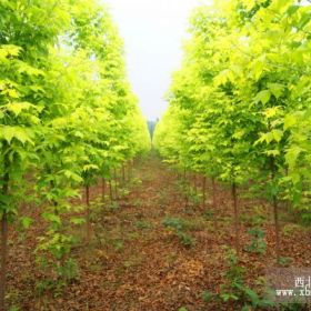 金葉復葉槭、金葉水杉、紫葉紅櫨