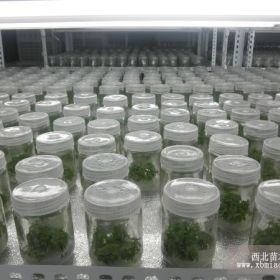 紅如意軟籽石榴苗木銷售商家