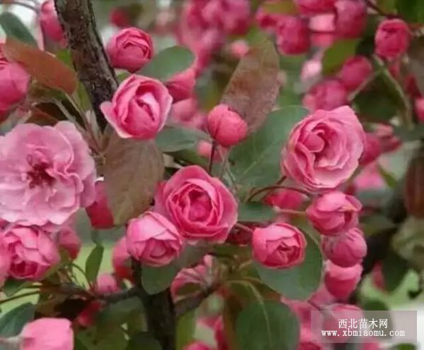 供應北美海棠 新疆海棠花 重瓣海棠 富貴王子海棠 垂絲海棠等