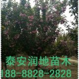 15公分櫻花樹(shù)/櫻花基地