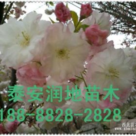 12公分櫻花價格