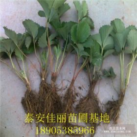 草莓苗新品种 优选鼎香草莓苗