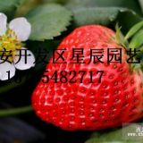 优质草莓苗品种 红颜 章姬 甜查理 丰香等 量大从优