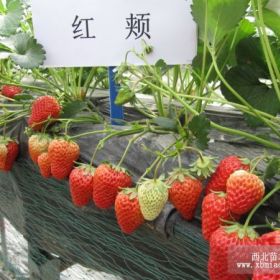 基地热销草莓苗 品种草莓苗 回报快的红颜草莓 量大从优