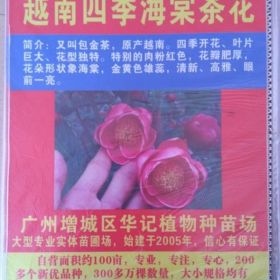 越南四季海棠茶花苗，十八學(xué)士茶花苗，紅花油茶苗