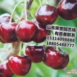 紅燈櫻桃價(jià)格