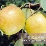 登封梨樹(shù)苗批發(fā)