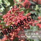 山東大紅袍花椒苗香味濃郁包成活產(chǎn)量高品種純正價(jià)格低