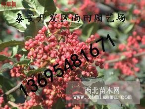 山東大紅袍花椒苗香味濃郁包成活產(chǎn)量高品種純正價格低