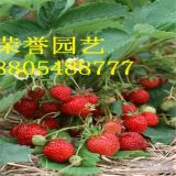 天津一代甜查理草莓苗 甜查理草莓苗种植基地