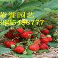 天津一代甜查理草莓苗 甜查理草莓苗種植基地