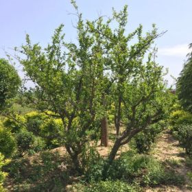 陕西花石榴、果石榴