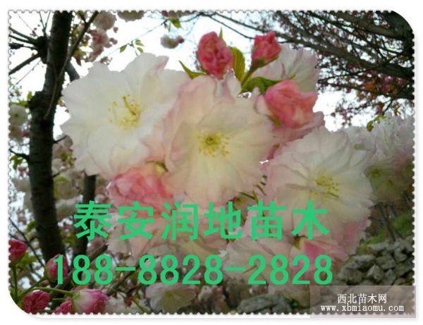 泰安樱花，樱花小苗，樱花价格