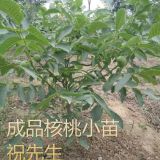 核桃苗批發(fā)到河南 鄭州 安陽 焦作 平頂山等