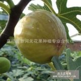 法國布蘭瑞克無花果苗 加工品種 抗寒性好 占地?zé)o花果苗