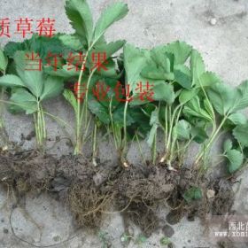 山东泰安章姬草莓苗种植基地 山东草莓苗价格如何