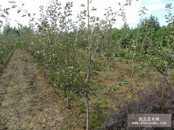 金银木、金枝槐、山楂