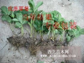 山东组培章姬草莓苗价格 山东草莓苗基地