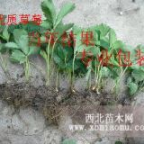 山东章姬草莓苗 红颜草莓苗 美王四季草莓苗