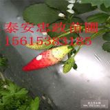 哪里有香蕉草莓苗 香蕉草莓苗怎么樣 香蕉草莓苗基地