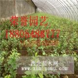 矮丛蓝莓基地 美登蓝莓苗热购