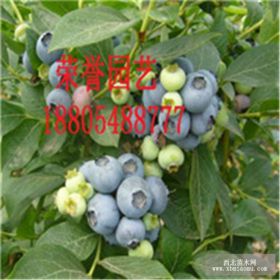 泰安蓝莓树苗价格 蓝莓树苗种植技术 五十公分以上蓝莓树苗