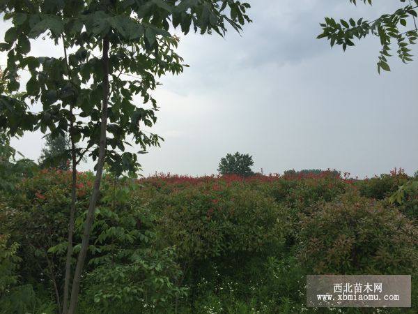 紅葉石楠樹(shù)、桂花樹(shù)