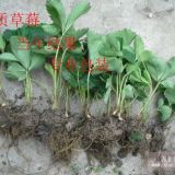 30公分藍(lán)莓樹苗種植基地 藍(lán)莓樹苗的價(jià)格