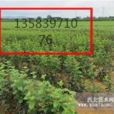 M9T337矮化蘋(píng)果苗，M9T337自根粘蘋(píng)果 M9T33