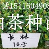 長林油茶苗湖北油茶苗