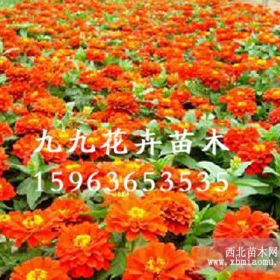 青州草花，青州草花價格，青州草花供應(yīng)