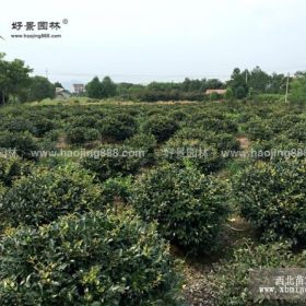 茶梅球價(jià)格_茶梅球圖片_茶梅球產(chǎn)地_茶梅球綠化苗木苗圃基地