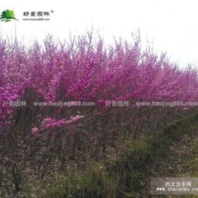 丛生紫荆价格_丛生紫荆产地_丛生紫荆绿化苗木苗圃基地